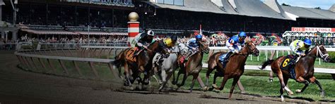 Bet On Horse Racing & Greyhound Racing.